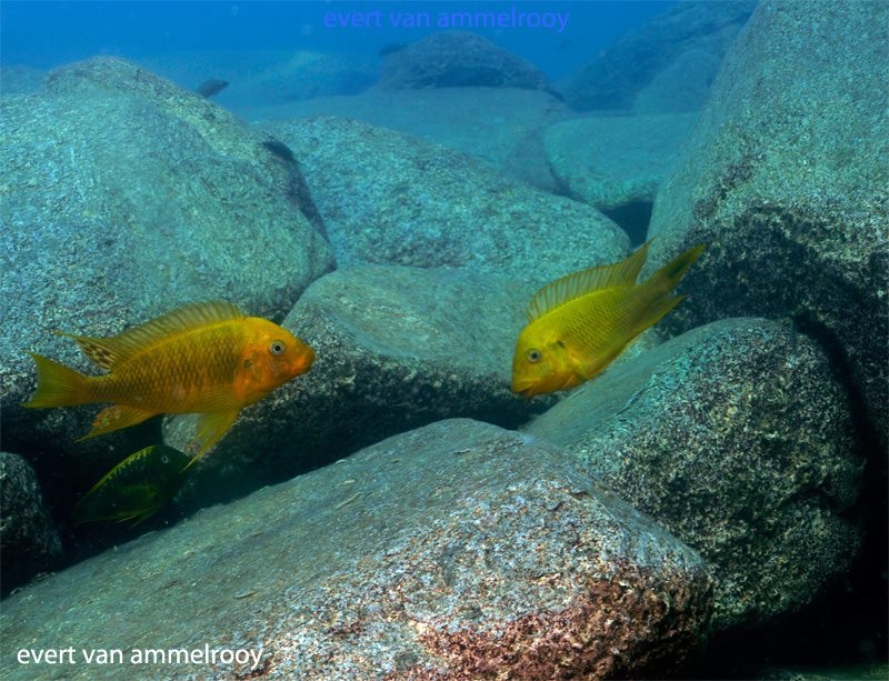 Petrochromis ephippium 'Mahale Mountains NP'